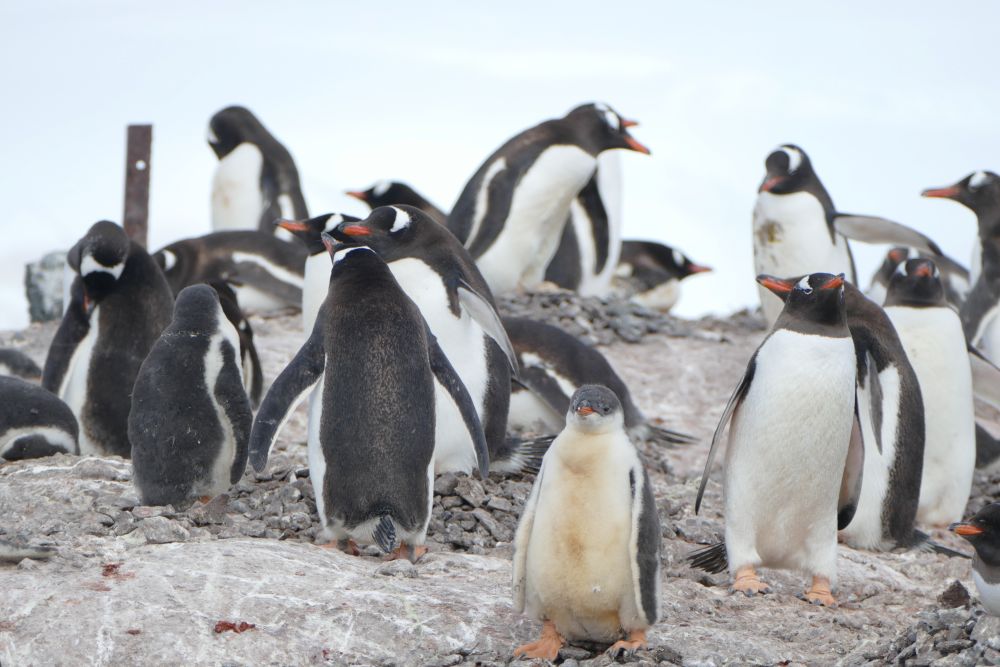 南極のペンギン観察